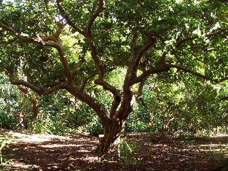 Quinta das BuganvÃ­lias fotoÄŸrafÄ±