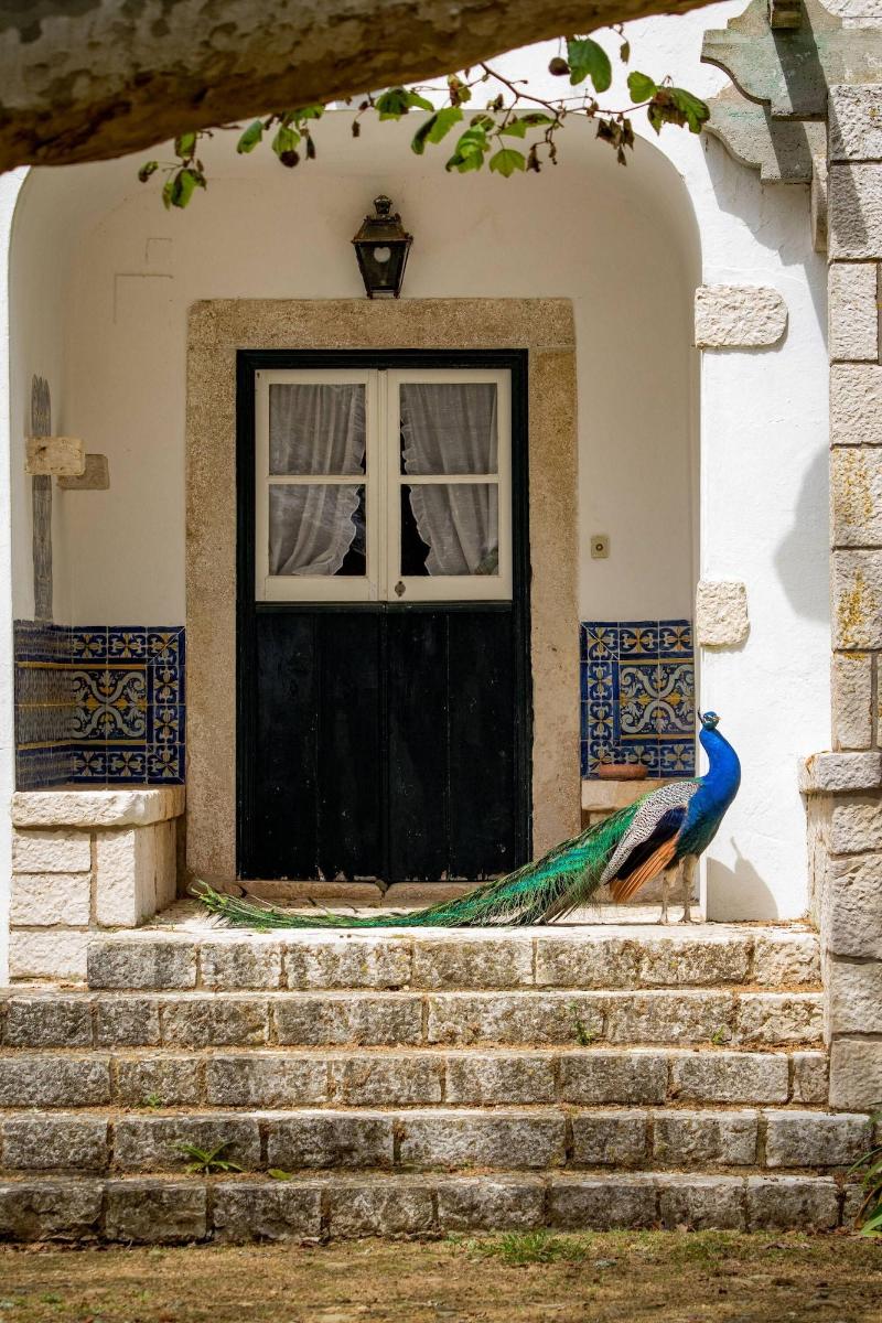 Quinta da Foz - Genel