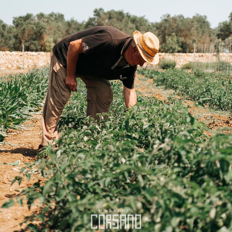 Masseria Corsano - Restoran