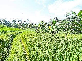 OYO Homes 91094 Desa Wisata Banyuatis fotoÄŸrafÄ±
