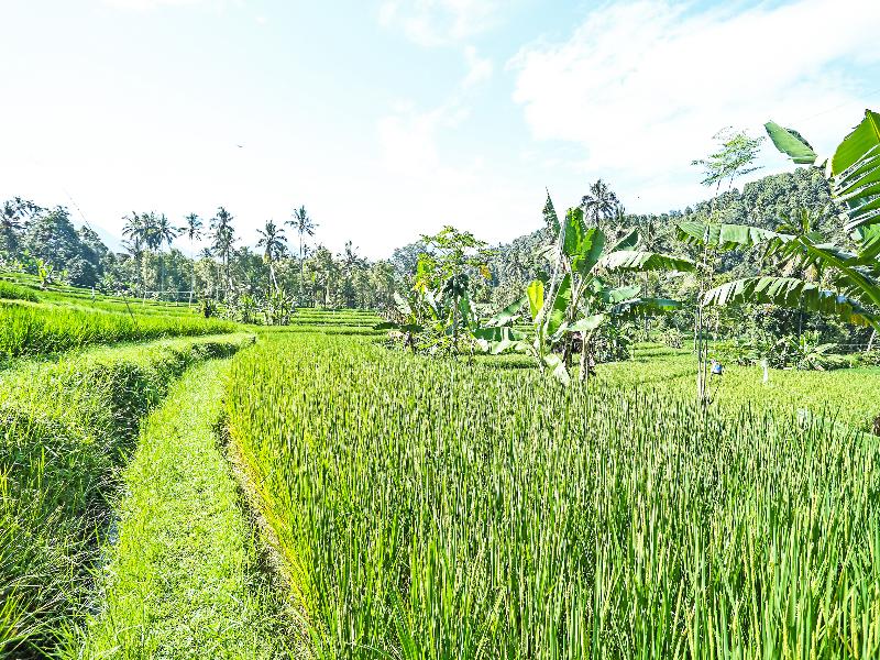 OYO Homes 91094 Desa Wisata Banyuatis - Aktivite