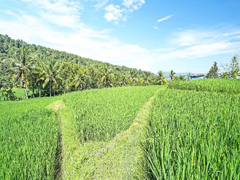 OYO Homes 91094 Desa Wisata Banyuatis - Aktivite
