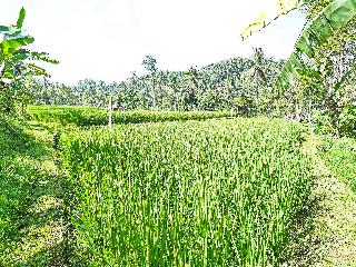 OYO Homes 91094 Desa Wisata Banyuatis fotoÄŸrafÄ±
