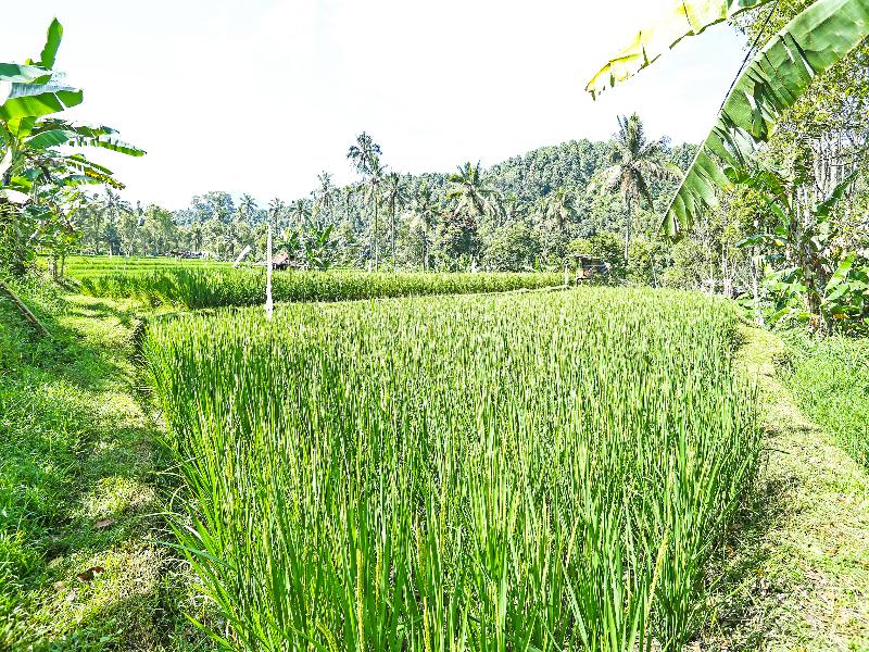 OYO Homes 91094 Desa Wisata Banyuatis - Aktivite
