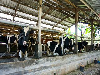OYO Homes 91132 Desa Wisata Kalipucang fotoÄŸrafÄ±