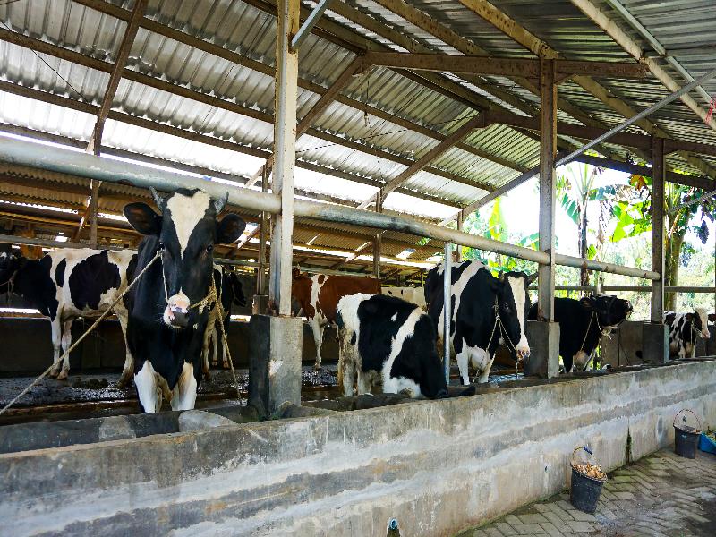 OYO Homes 91132 Desa Wisata Kalipucang - Aktivite