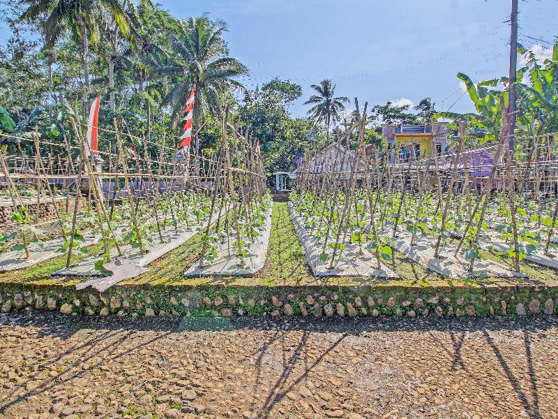 SPOT ON 91214 Desa Wisata Pandean - Genel