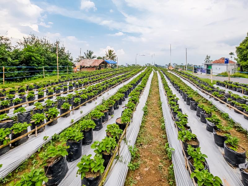 OYO Homes 91067 Desa Wisata Santanamekar - Genel