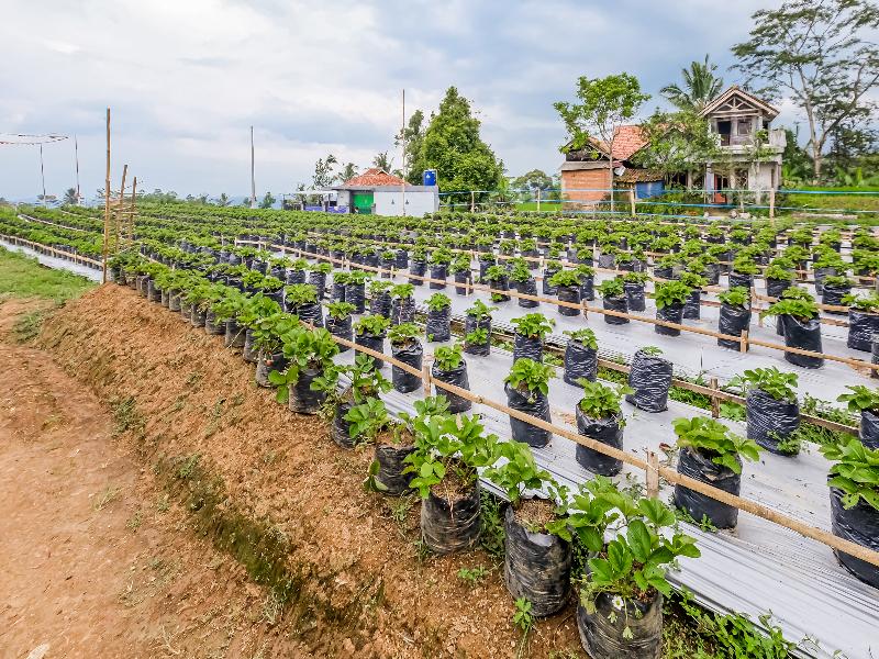 OYO Homes 91067 Desa Wisata Santanamekar - Genel
