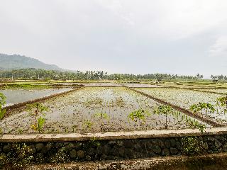 OYO Homes 91153 Desa Wisata Kawasen fotoÄŸrafÄ±