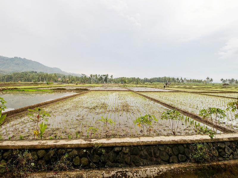 OYO Homes 91153 Desa Wisata Kawasen - Genel