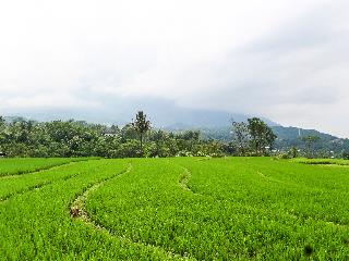Homes Desa Wisata Kreatif Perdamaian Sru fotoÄŸrafÄ±