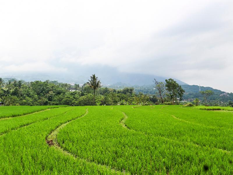 Homes Desa Wisata Kreatif Perdamaian Sru - Lobi
