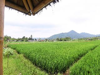 Homes Desa Wisata Kreatif Perdamaian Sru fotoÄŸrafÄ±