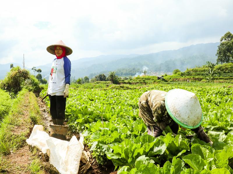 OYO90992 Eco Tourism Desa Panundaan CiwideySyariah - Aktivite
