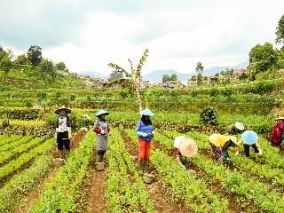 OYO90992 Eco Tourism Desa Panundaan CiwideySyariah fotoÄŸrafÄ±