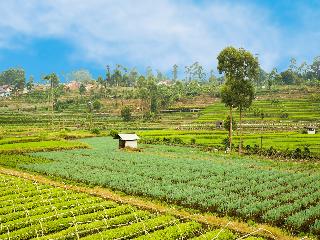 OYO90992 Eco Tourism Desa Panundaan CiwideySyariah fotoÄŸrafÄ±