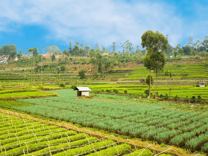 OYO90992 Eco Tourism Desa Panundaan CiwideySyariah - Genel