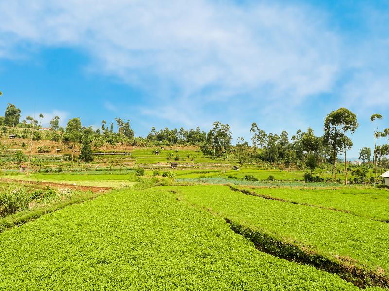 OYO90992 Eco Tourism Desa Panundaan CiwideySyariah - Genel