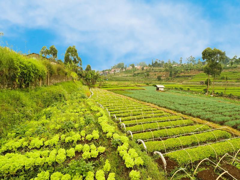 OYO90992 Eco Tourism Desa Panundaan CiwideySyariah - Genel