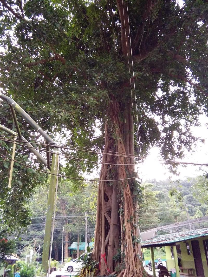 The Grand Tree Resort - Genel