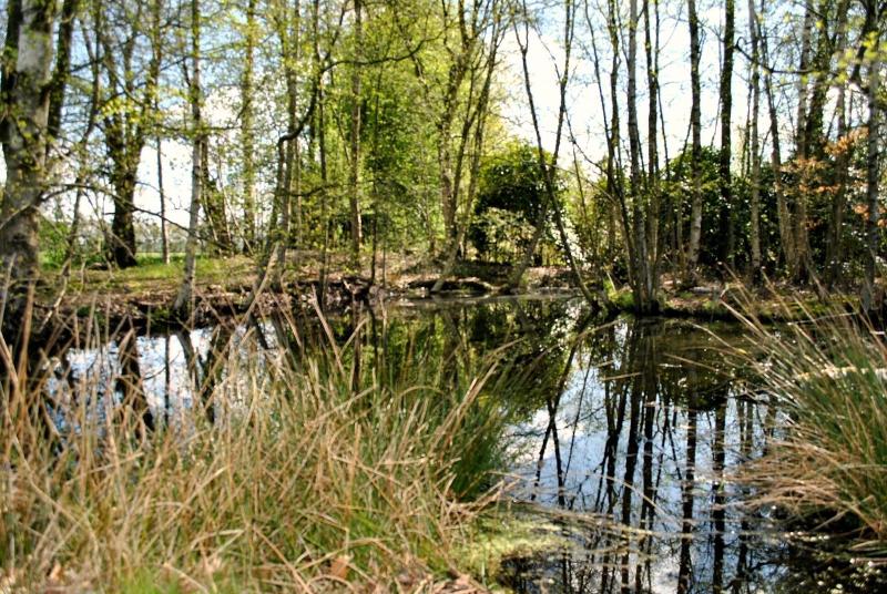 Buntes Moor - Genel