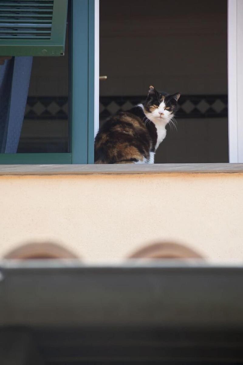 Il Mirto Bed and Breakfast - Genel