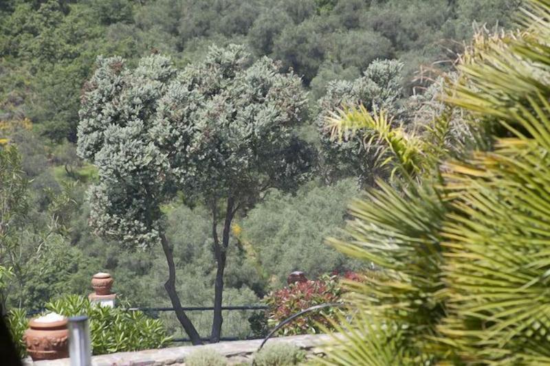 Il Mirto Bed and Breakfast - Genel