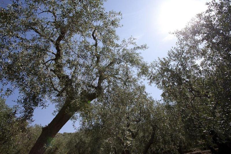 Il Mirto Bed and Breakfast - Genel
