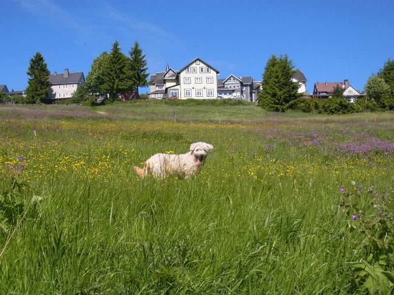 Hotel SchÃ¶ne Aussicht - Genel