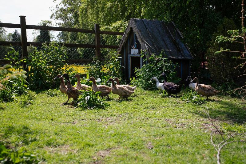 Brookhall Cottages - Genel