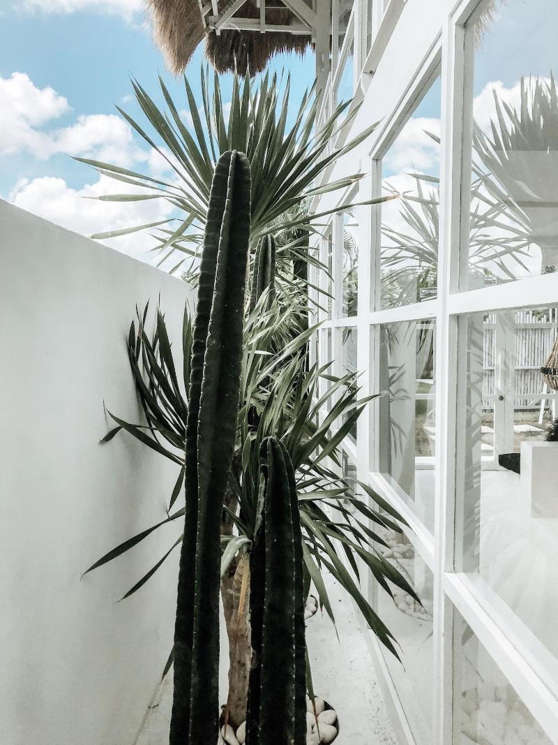 White Palm Hotel Bali - Oda