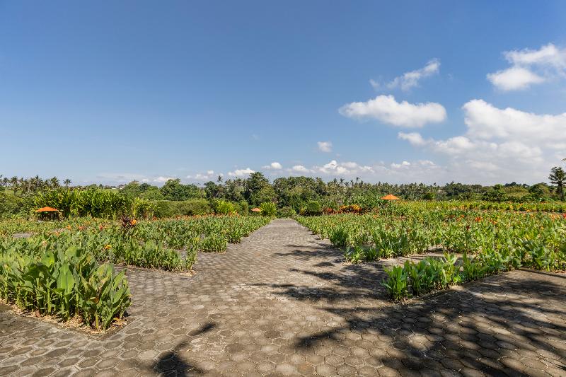 Swan Paradise A Pramana Experience - Genel
