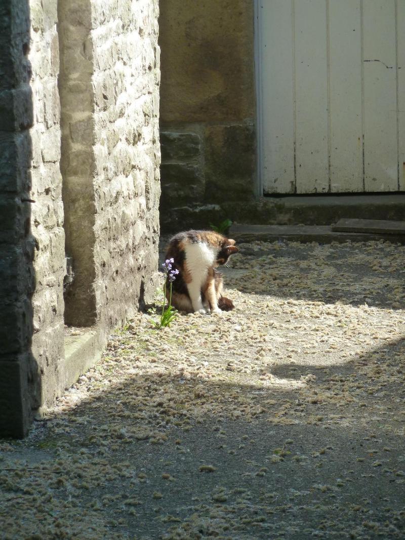 The Old Vicarage B&B - Genel