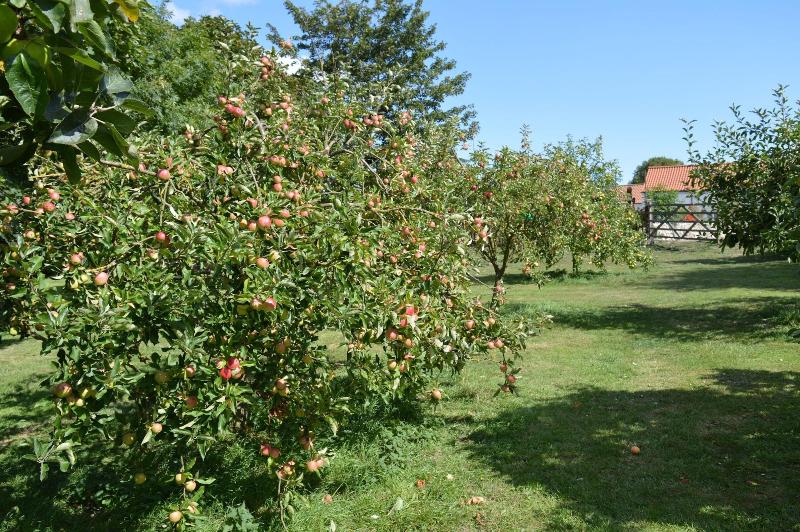 Orchard Lodge - Genel
