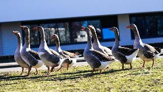 AmrÃ¢th Apart Hotel Schiphol Badhoevedorp fotoÄŸrafÄ±