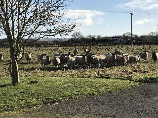 Setcops Farm Holiday Cottages fotoÄŸrafÄ±