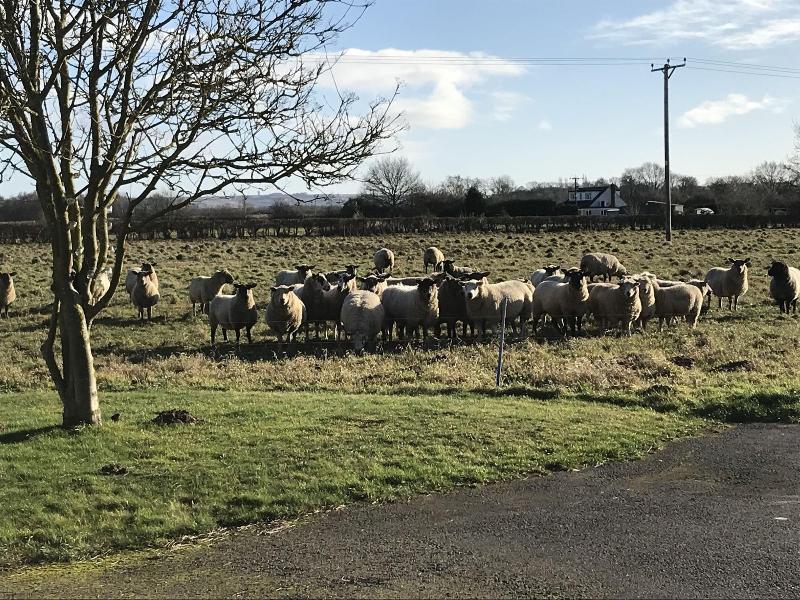 Setcops Farm Holiday Cottages - Genel