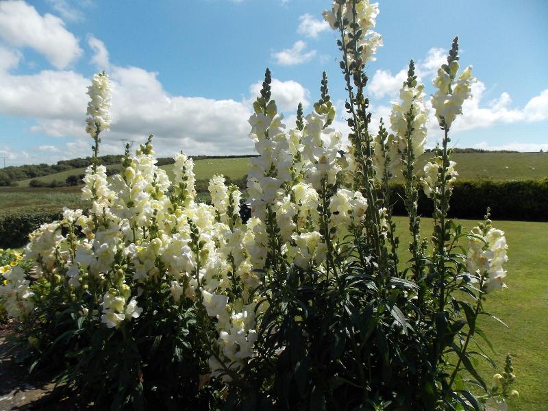 Craig Eithin B & B Holyhead - Genel