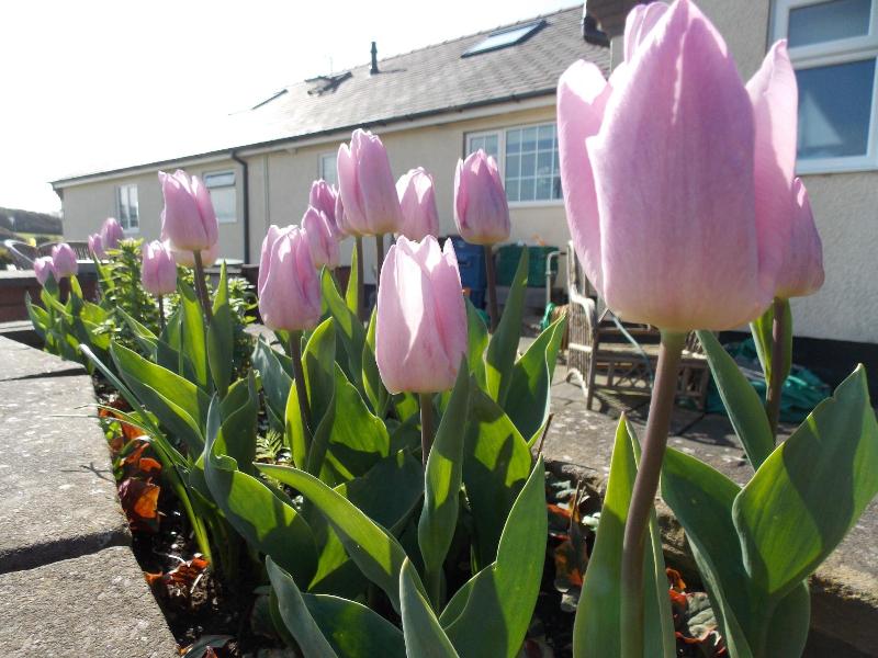 Craig Eithin B & B Holyhead - Oda