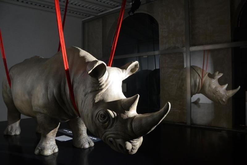 Rhinoceros Roma - Genel