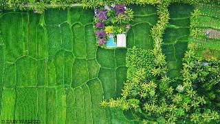 Hati Padi Cottages otel fotoğrafı