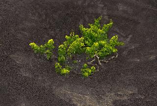 Radisson Blu Resort Lanzarote fotoÄŸrafÄ±