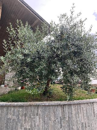 Villa Cuore fotoÄŸrafÄ±
