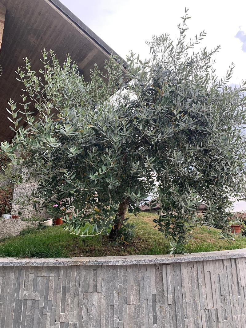 Villa Cuore - Genel