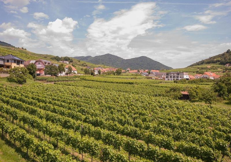 Stierschneider S Weinhotel Wachau - Genel