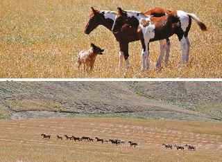 Masseria Straziuso La Vaccariccia fotoÄŸrafÄ±