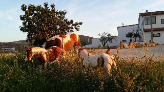 Masseria Straziuso La Vaccariccia fotoÄŸrafÄ±