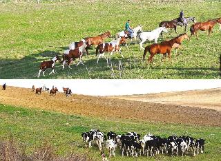 Masseria Straziuso La Vaccariccia fotoÄŸrafÄ±