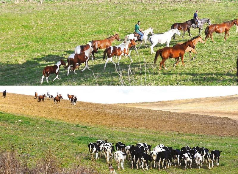 Masseria Straziuso La Vaccariccia - Genel